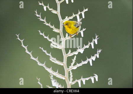 Kiefer (Pinus Dendroica) Warbler, thront männlich auf eisigen Zweig, Dinero, Lake Corpus Christi, Süden von Texas, USA Stockfoto