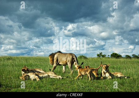 Familie der Löwen erholend in Kenia, Afrika. Stockfoto