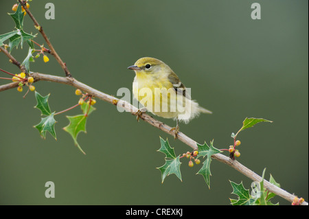 Warbler Kiefer (Pinus Dendroica), Agarita (Berberis Trifoliolata) Zweig, Dinero, Lake Corpus Christi, Texas weiblich gehockt. Stockfoto
