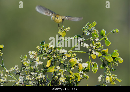 Pine Warbler (Dendroica Pinus), weibliche ausziehen aus Weihnachten Mistel (Phoradendron Hornkraut), Lake Corpus Christi in Texas Stockfoto