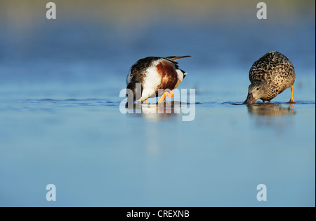 Nördlichen Löffelente (Anas Clypeata), koppeln, Fütterung in See, Dinero, Lake Corpus Christi, Süden von Texas, USA Stockfoto