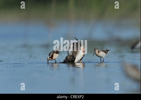 Nördlichen Löffelente (Anas Clypeata), männliche Fütterung mit Wilson's Wassertreter (Phalaropus Tricolor), Dinero Lake Corpus Christi, Texas Stockfoto