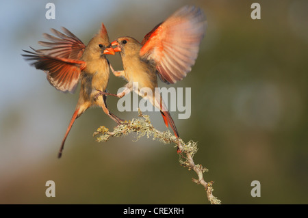 Nördlichen Kardinal (Cardinalis Cardinalis), Weibchen kämpfen, South Dinero, Lake Corpus Christi, Texas, USA Stockfoto