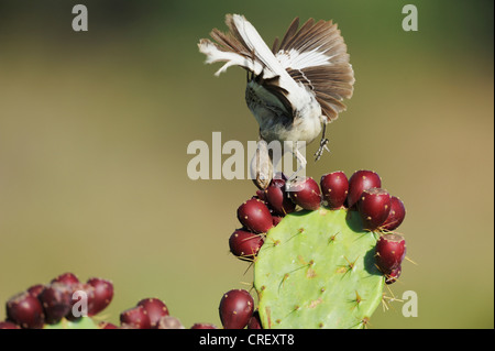 Nördliche Spottdrossel (Mimus Polyglottos), Erwachsene ernähren sich von Texas Feigenkaktus (Opuntia Lindheimeri) Thunfisch, Texas Stockfoto