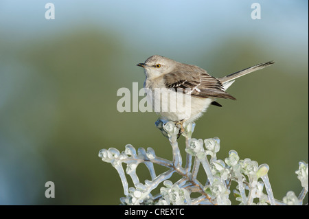 Nördliche Spottdrossel (Mimus Polyglottos), thront Erwachsenen auf vereisten Zweig, Dinero, Lake Corpus Christi, Süden von Texas, USA Stockfoto