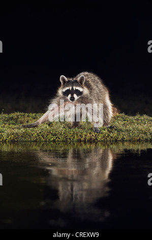 Nördlichen Waschbär (Procyon Lotor), in der Nacht am Teich, Erwachsene Dinero, Lake Corpus Christi, Süden von Texas, USA Stockfoto