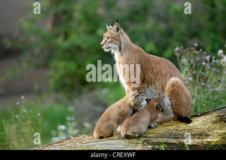 Eurasischer Luchs (Lynx Lynx), weibliche Krankenpflege jung, Deutschland Stockfoto