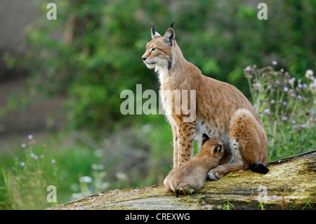 Eurasischer Luchs (Lynx Lynx), weibliche Krankenpflege jung, Deutschland Stockfoto