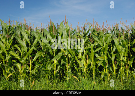 Mais, Mais (Zea Mays), Mais-Feld, Deutschland, North Rhine-Westphalia, Dingdener Heide Stockfoto