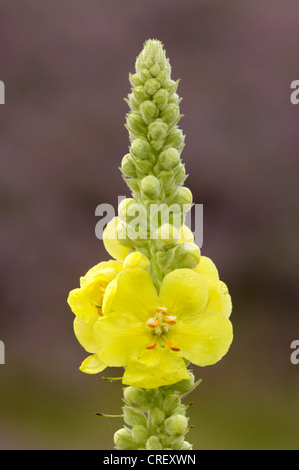 Blütenstand, Deutschland, Nordrhein-Westfalen, dicht blühende Königskerze, dichten Königskerze (Verbascum Densiflorum) Stockfoto