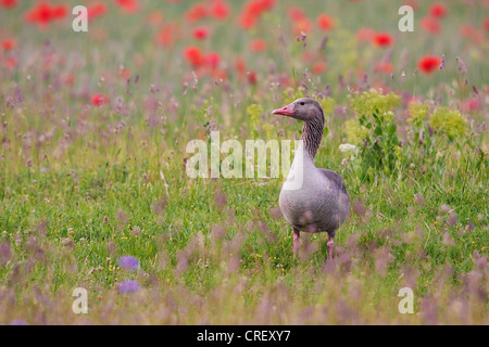 Graugans (Anser Anser), vor blühenden Mohn, Österreich, Burgenland, Neusiedlersee NP Stockfoto