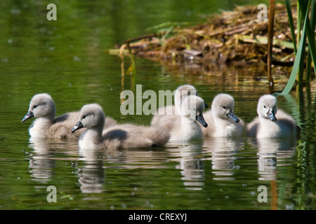 Höckerschwan (Cygnus Olor), Küken, Schweiz, Bodensee Stockfoto