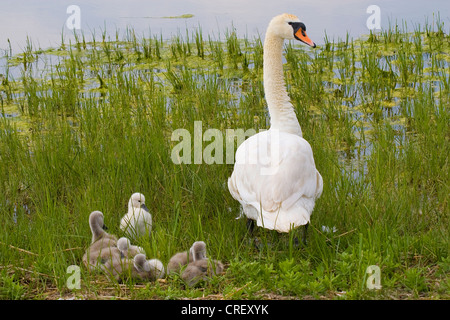 Höckerschwan (Cygnus Olor), Küken mit Erwachsenen, Schweiz, Bodensee Stockfoto