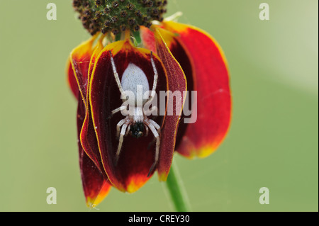 Orb-Weaver Spider (Araneidae), Erwachsene mit Beute gehockt Mexican Hat (Ratibida Columnaris), Dinero, Lake Corpus Christi, Texas Stockfoto