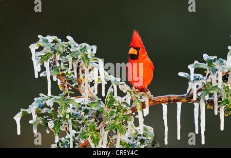 Nördlichen Kardinal (Cardinalis Cardinalis), thront männlich im Eis bedeckt Busch, Dinero, Lake Corpus Christi, Süden von Texas, USA Stockfoto