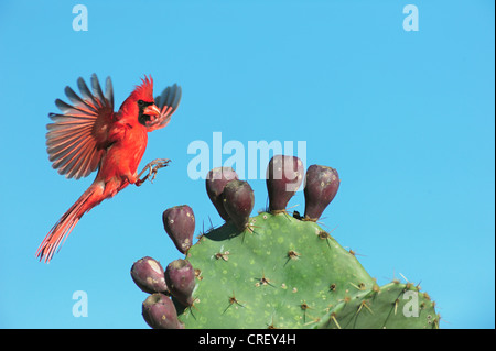 Nördlichen Kardinal (Cardinalis Cardinalis), männliche Landung auf Texas Feigenkaktus (Opuntia Lindheimeri), Dinero, Texas Stockfoto