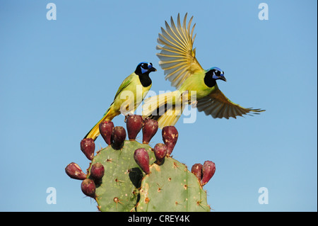 Grün-Jay (Cyanocorax Yncas), paar gehockt Texas Feigenkaktus (Opuntia Lindheimeri), Dinero, Lake Corpus Christi Texas Stockfoto