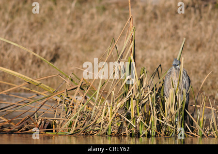 Great Blue Heron (Ardea Herodias), unreif getarnt im Schilf, Dinero, Lake Corpus Christi, Süden von Texas, USA Stockfoto