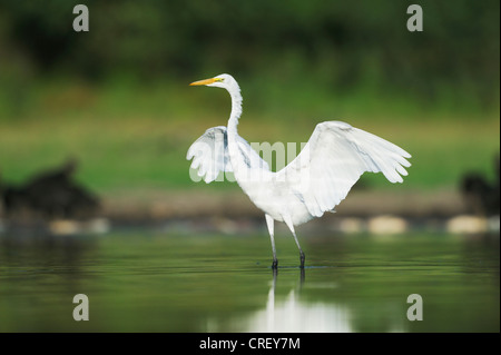 Silberreiher (Ardea Alba), Flügel Erwachsenen zu verbreiten, Dinero, Lake Corpus Christi, Süden von Texas, USA Stockfoto