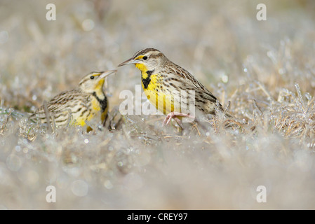 Östlichen Meadowlark (Sturnella Magna), Erwachsene zu Fuß auf dem Eis bedeckt Rasen, Dinero, Lake Corpus Christi, Süden von Texas, USA Stockfoto