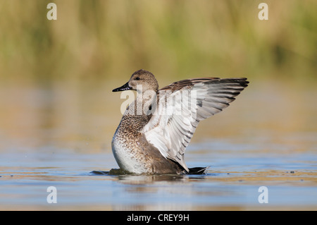 Gadwall (Anas Strepera), Männlich, mit Flügeln, Dinero, Lake Corpus Christi, Süden von Texas, USA Stockfoto