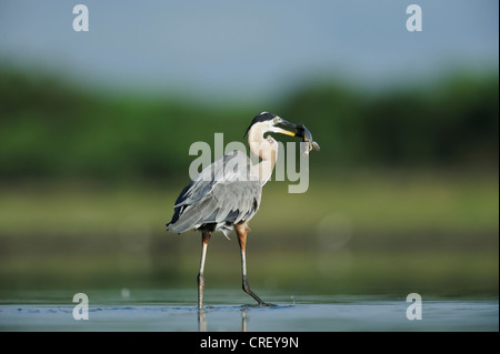 Great Blue Heron (Ardea Herodias), Erwachsene mit Fischen zum Opfer, South Dinero, Lake Corpus Christi, Texas, USA Stockfoto