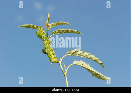 Carolina Sphinx (Manduca Sexta), Raupe auf Pflanze, Dinero, Lake Corpus Christi, Süden von Texas, USA Stockfoto