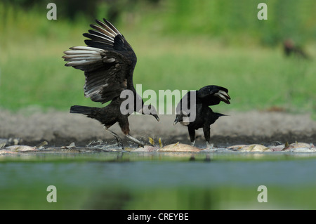 Mönchsgeier (Coragyps Atratus), Erwachsene Essen auf tote Fische, Dinero, Lake Corpus Christi, Süden von Texas, USA Stockfoto