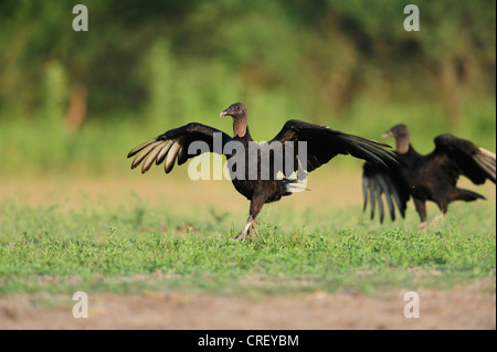 Mönchsgeier (Coragyps Atratus), Erwachsene ausgeführt, South Dinero, Lake Corpus Christi, Texas, USA Stockfoto