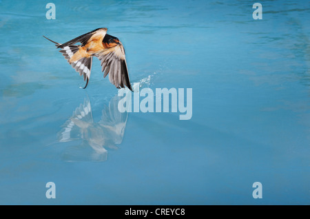 Rauchschwalbe (Hirundo Rustica), Männchen, Baden im Teich, Dinero, Lake Corpus Christi, Süden von Texas, USA Stockfoto