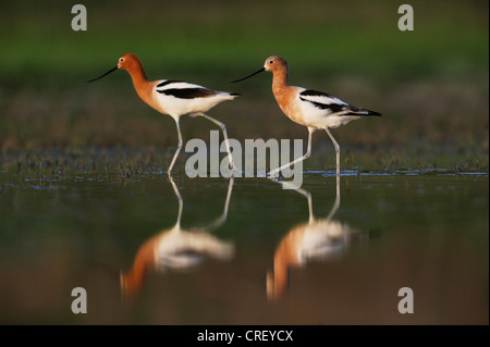 Amerikanische Säbelschnäbler (Recurvirostra Americana), koppeln, Wandern, South Dinero, Lake Corpus Christi, Texas, USA Stockfoto