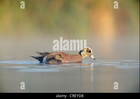 Merican Pfeifente (Anas Americana) zumindest Grebe (Tachybaptus Dominicus), männliche Pfeifente Schwimmen mit Grebe, Lake Corpus Christi, Texas Stockfoto