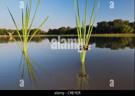 Witwe Skimmer (Libellula Luctuosa), männliche gehockt Rohrkolben, Dinero, Lake Corpus Christi, Süden von Texas, USA Stockfoto