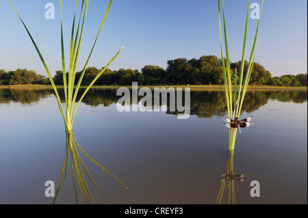 Witwe Skimmer (Libellula Luctuosa), männliche gehockt Rohrkolben, Dinero, Lake Corpus Christi, Süden von Texas, USA Stockfoto