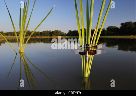 Witwe Skimmer (Libellula Luctuosa), männliche gehockt Rohrkolben, Dinero, Lake Corpus Christi, Süden von Texas, USA Stockfoto