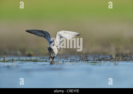 Weißes-rumped Strandläufer (Calidris Fuscicollis), Erwachsene kämpfen, South Dinero, Lake Corpus Christi, Texas, USA Stockfoto