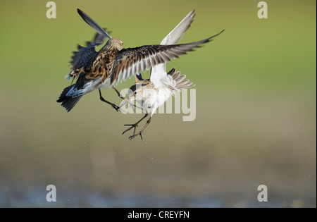 Weißes-rumped Strandläufer (Calidris Fuscicollis), Erwachsene kämpfen, South Dinero, Lake Corpus Christi, Texas, USA Stockfoto