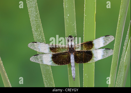 Skimmer (Libellula Luctuosa) Witwe, Tau bedeckt männlich auf Rohrkolben, Dinero, Lake Corpus Christi, Süden von Texas, USA Stockfoto