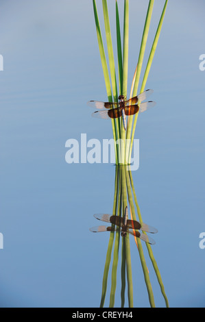 Witwe Skimmer (Libellula Luctuosa), männliche gehockt Rohrkolben, Dinero, Lake Corpus Christi, Süden von Texas, USA Stockfoto