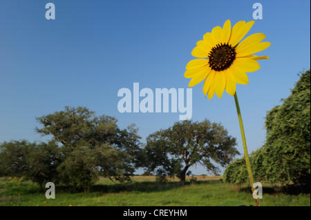 Gewöhnliche Sonnenblume (Helianthus Annuus), blühen im Feld, Dinero, Lake Corpus Christi, Süden von Texas, USA Stockfoto