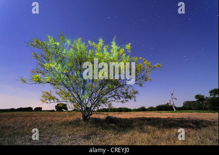 Retama, Paloverde (Parkinsonia Aculeata), Busch in voller Blüte in der Nacht, Dinero, Lake Corpus Christi, Süden von Texas, USA Stockfoto