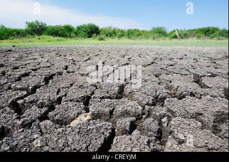 Texas-Kröte (Bufo Speciosus), Erwachsene im ausgetrocknet See, Dinero, Lake Corpus Christi, Süden von Texas, USA Stockfoto