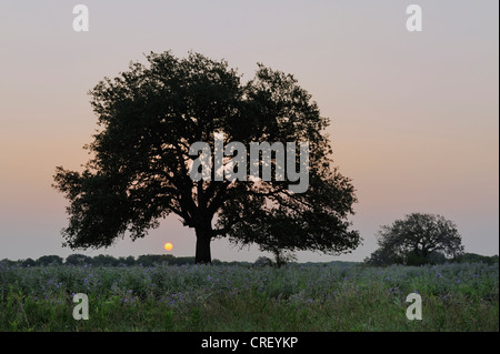 Eichen (Quercus Virginiana), Bäume bei Sonnenaufgang, Dinero, Lake Corpus Christi, Süden von Texas, USA Stockfoto