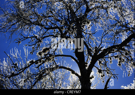 Baum im Morgengrauen nach Eis Regen, Dinero, Lake Corpus Christi, Süden von Texas, USA Stockfoto