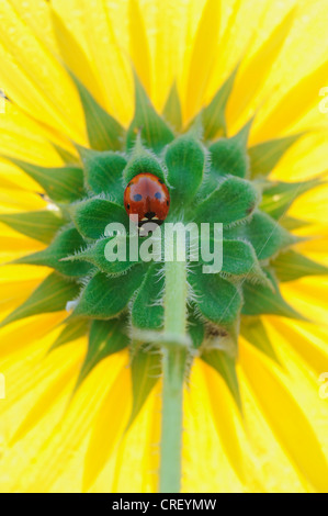 Sieben gefleckten Marienkäfer (Coccinella Septempunctata), Erwachsene gehockt Sonnenblume, Dinero, Lake Corpus Christi, Süden von Texas, USA Stockfoto