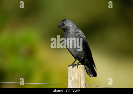 Dohle (Corvus Monedula), sitzt auf einem Pfosten, Niederlande, Ameland Stockfoto