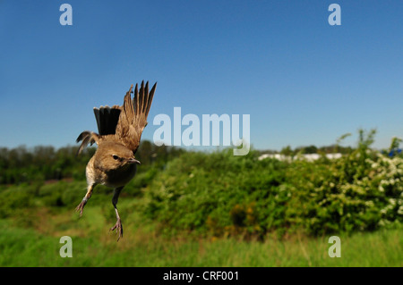 Rohrsänger (Acrocephalus Scirpaceus), im Flug Stockfoto