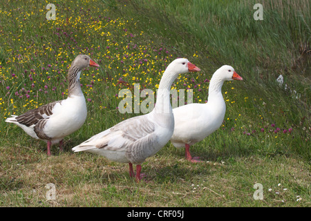 heimischen Gänse (Anser Anser F. Domestica), drei Personen auf blühende Wiese, Deutschland Stockfoto