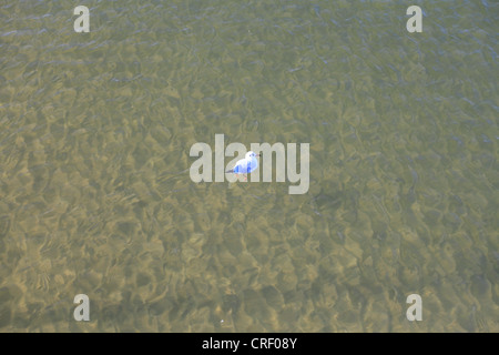 Vogel-schöne klare Poolwasser reflektiert in der Sonne Stockfoto