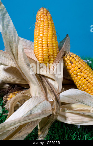 Mais, Mais (Zea Mays), comcobs Stockfoto